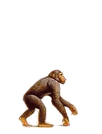 http://jeanzin.fr/images/2007/evolution.gif