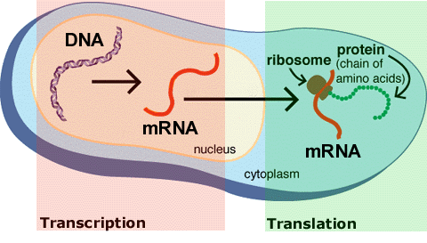 transcription